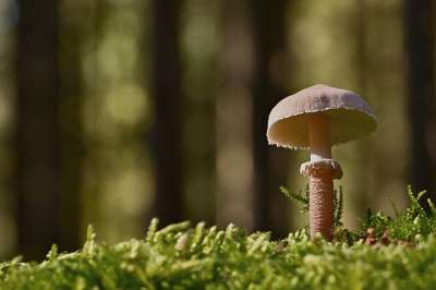 光盘真菌 蘑菇 苔藓 森林 森林地面 宏 真菌科学