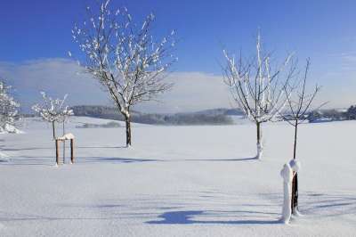 冬天 景观 树 雪 自然 寒冷的 冬季景观 霜 雪景