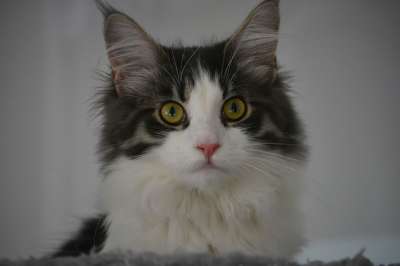 Anneli 猫 缅因 小猫 自然 动物 捕食者 猫科动物 纵向
