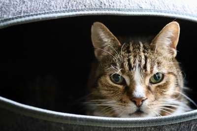 猫 猫眼 宿醉 猫脸 晶须 鲭鱼 欧洲短毛 家猫 家畜 动物