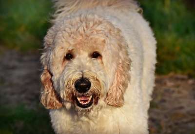狗 动物 哺乳动物 犬类 宠物 国内的 头 鼻子 枪口 牙齿