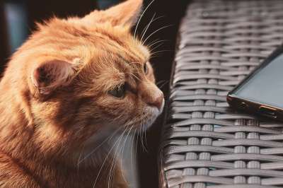 猫 宠物 虎斑猫 橙色虎斑猫 国内的猫 家猫 猫科动物 动物