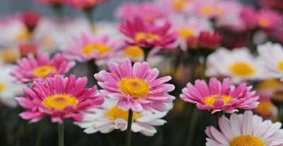 花朵 雏菊 花园 花瓣 雏菊花瓣 盛开 Bloosom 植物群