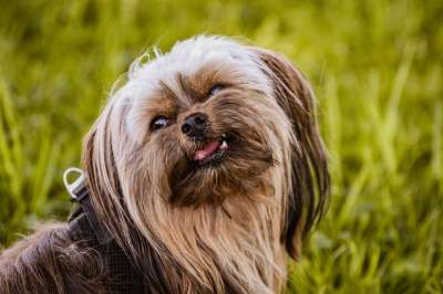 约克夏犬 约克 草 户外 狗 哺乳动物 国内动物 动物 犬类