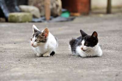 猫 动物 朋友 毛皮 老虎 危险 猫和 可爱的 友谊 狮子