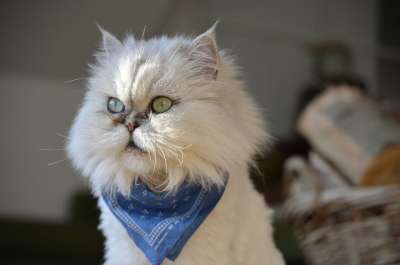 猫 美丽的 美丽 家猫 动物 波斯猫 白色的 王子 血统猫