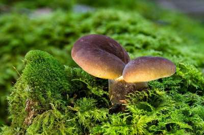 蘑菇 苔藓 森林蘑菇 落下