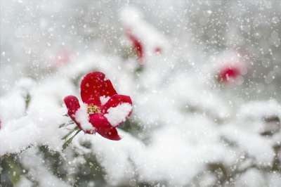 红玫瑰 雪 冬天 红色的 玫瑰 白色的 自然 花 寒冷的