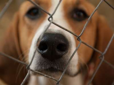 狗 比格犬 猎犬 盒 狗窝