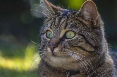 猫 散景 家猫 鲭鱼 Datailaufnahme 脸猫 猫脸