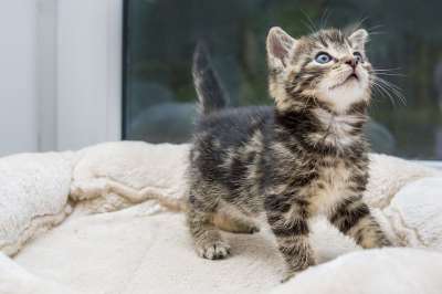 猫 小猫 家畜 动物 毛皮 国内的 家猫 猫肖像 野生动物