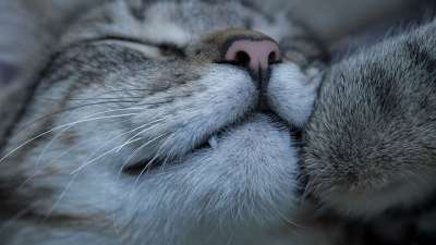 宿醉 小的 睡着了 宏 牙齿 鲭鱼 小猫 家猫 家畜 可爱的