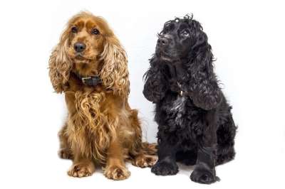 狗 可卡猎犬 猎犬 可爱 动物 宠物