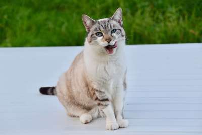 猫 阴云 猫蓝色的眼睛 微笑的猫 猫科动物 胡同猫 欧洲猫 动物