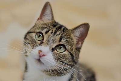 猫 虎斑猫 特写 猫科动物 基蒂 可爱的 宠物 哺乳动物 动物
