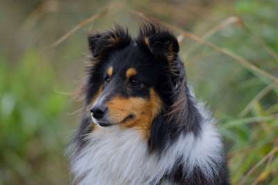 高野 狗 宠物 设得兰群岛牧羊犬 头 毛皮 动物 家犬 牧羊犬