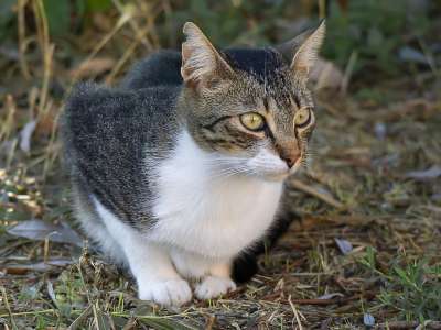 猫 猫科动物 脸 眼睛 耳朵 哺乳动物 捕食者 虎斑猫 国内的