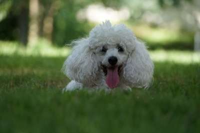 狗 贵宾犬 动物 纵向 白毛 毛茸茸 舌头 草