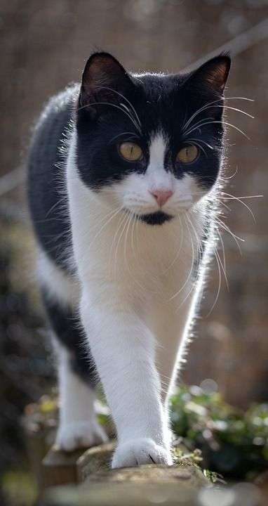 猫 平衡 家猫 家畜 宿醉 看法 自然 花园 黑色的 白色的