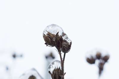 冰花 花 冬天 雪 白色的 冰淇淋 结晶 水晶 冰雨 寒冷的