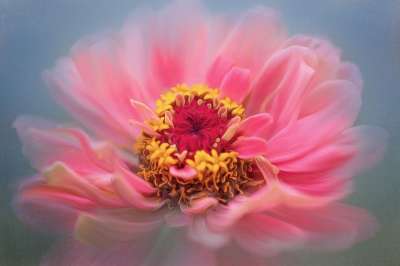 牡丹 花的 春天 花 绘画