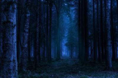 森林 夜晚 景观 幻想 幽灵般的 神秘 自然 蓝色的晚上