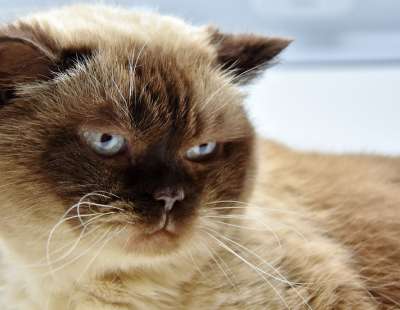 英国短毛猫 猫 家畜 英国 短发 家猫 纯种 野生动物 品种猫