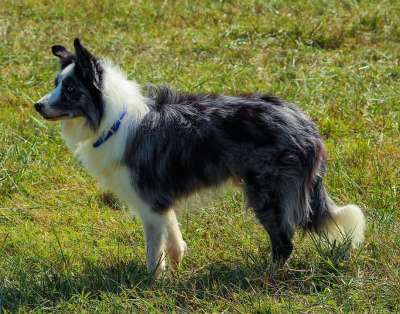 边境牧羊犬 牧羊狗 犬类 在职的 警报 牧羊犬