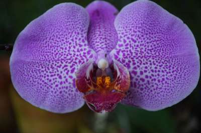 兰花 紫色的 花 美丽 自然 热带 石斛兰 卡特兰 花园 植物