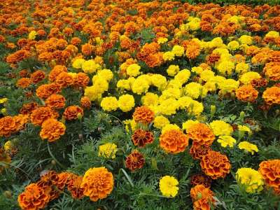 Cempazúchitl 花朵 花 黄 橙色的 黄花 院子 自然