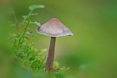 蘑菇 森林 落下 自然 植物 苔藓 绿色 生长 关闭 宏