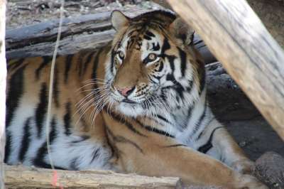 动物 老虎 动物园 猫科动物 哺乳动物 野生动物 野生动物摄影