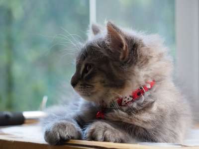 猫 睡觉 可爱的 放松 休息 松弛 睡猫 岩石 灰猫