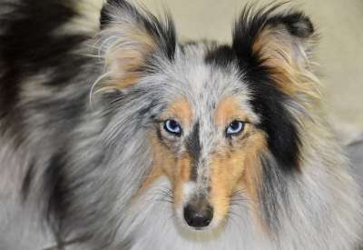 狗 设得兰群岛牧羊犬 年轻的狗 纯种狗 动物 婊子蓝色的贵族 狗肖像