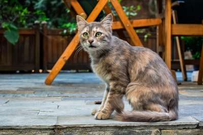 猫 迷路 年轻 小猫 动物 户外的 虎斑猫 看着 可爱的