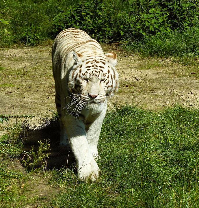 白色的老虎 老虎 猫 野猫 条纹 哺乳动物 食肉动物 捕食者