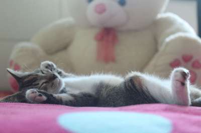 小猫咪 睡觉 梦 猫 可爱 动物 宠物 猫科动物 小猫 多毛