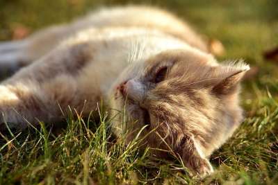 宿醉 猫 家畜 动物 草地 放松 休息 说谎 打滚 思考