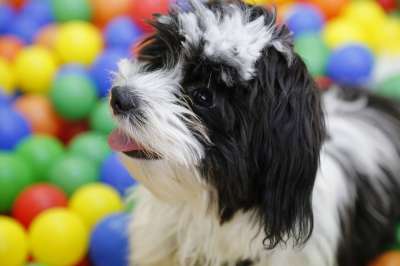 狗 小狗 西施 西藏小猎犬 哈瓦那人 矮的狗 狗游戏 狗玩具