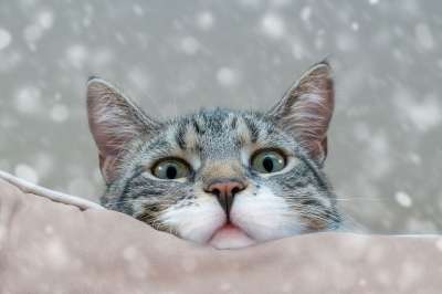 猫 虎斑猫 头 宠物 动物 国内的猫 猫科动物 哺乳动物 可爱的