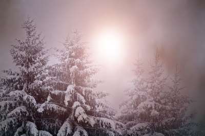 冬季景观 天气心情 光 照明心情 冬天 雪 霜 树 寒冷的