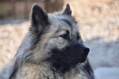 狗 母狗 狗Eurasier 狗Eurasier女 婊子圣诞节 动物