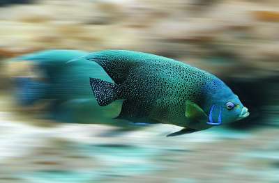 鱼 速度 水族馆 头皮 水 自然 动物 流动 游泳 掠食性鱼类