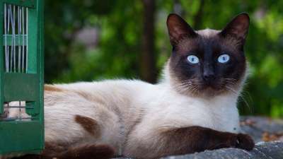 那只猫 连体品种 动物肖像 好奇 邻居 户外的 闲逛 蓝色的眼睛