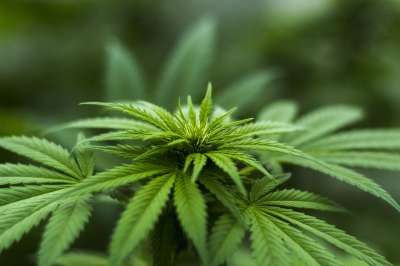 草本植物 麻 植物 出租车 大麻 内源性大麻素系统 医疗的 叶子