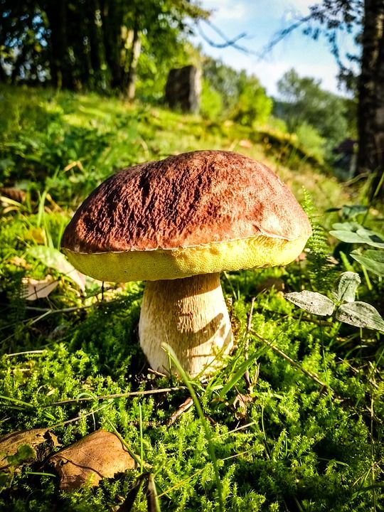 蘑菇 森林 落下 自然 食用菌 苔藓 食用 贵族腐