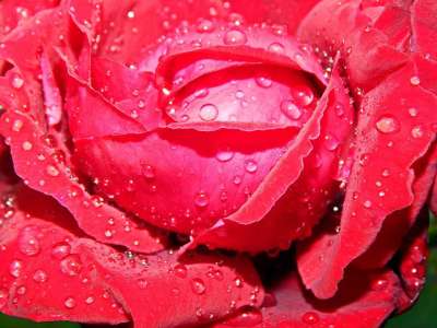 玫瑰在雨 玫瑰 雨 户外的 自然 滴 花 晚上 水 浪漫的