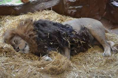 狮子 非洲 苹果浏览器 捕食者 动物园 男性 猫 肖像 荒野