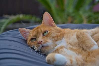 猫 宠物 猫科动物 国内的 胡须 可爱的 毛皮