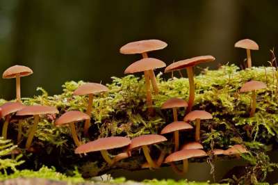 蘑菇 苔藓 森林地面 根 落下 自然 特写